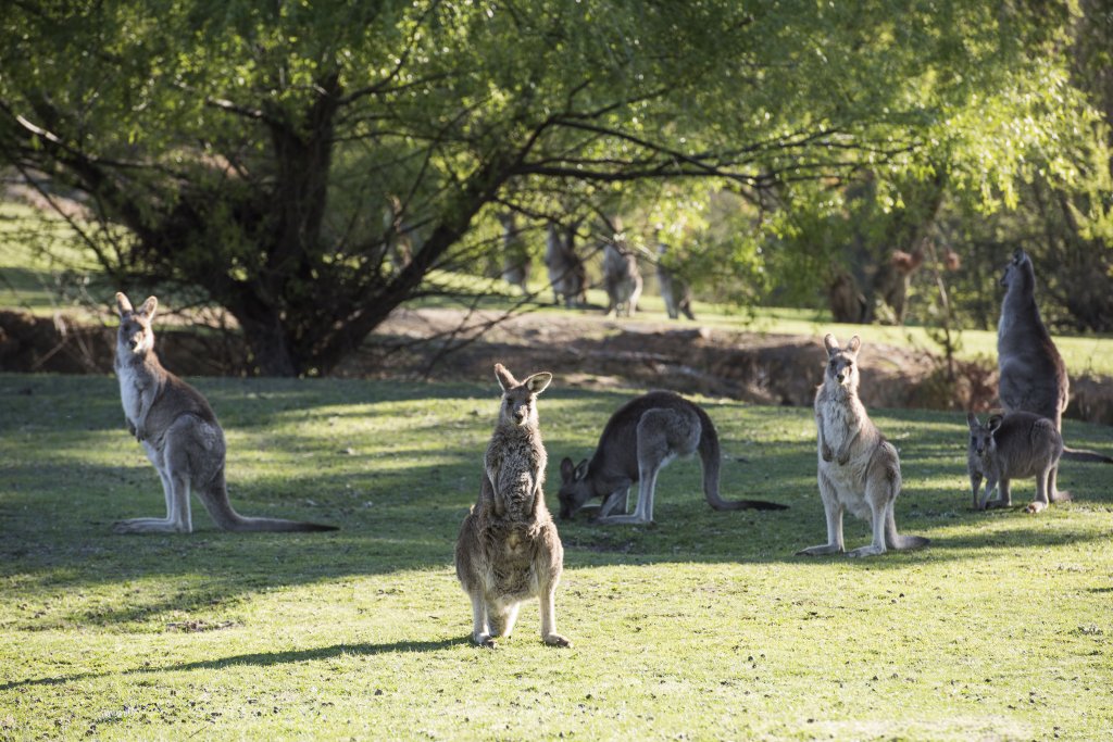 A group of kangaroos grazing and resting on a grassy field with trees in the background on a sunny day.